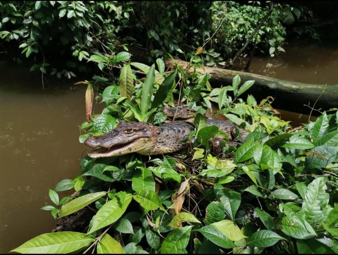 Casa Marbella Villa Tortuguero Exteriör bild